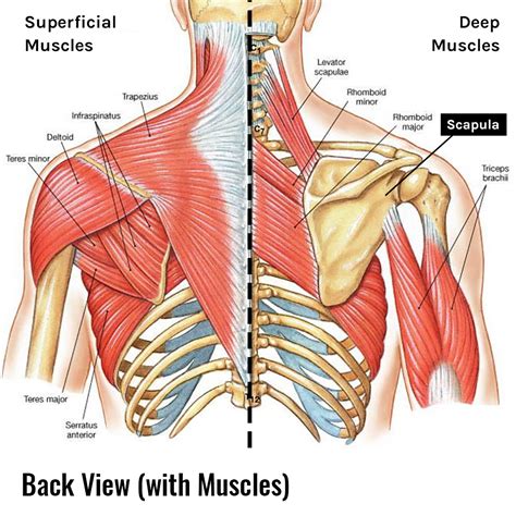 jessica alba ass|Never pull your scapula back and down during bench press [vid]